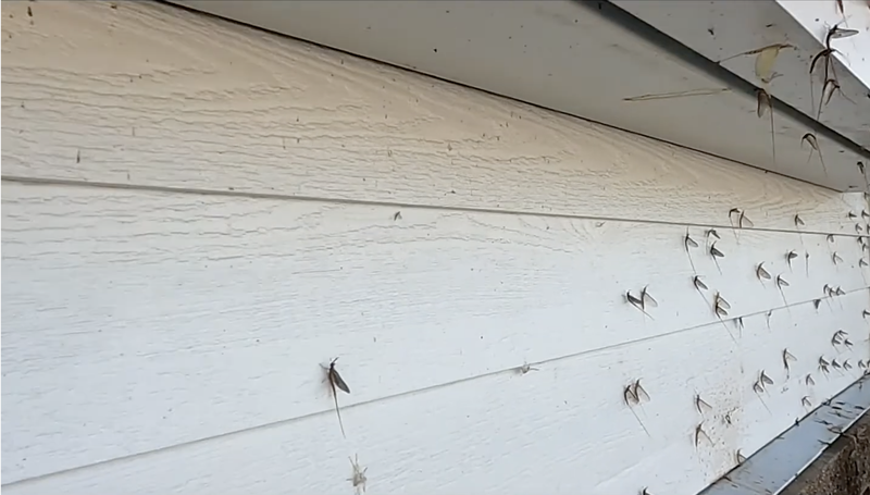 Mayfly hatches frequent the shores of Oneida Lake