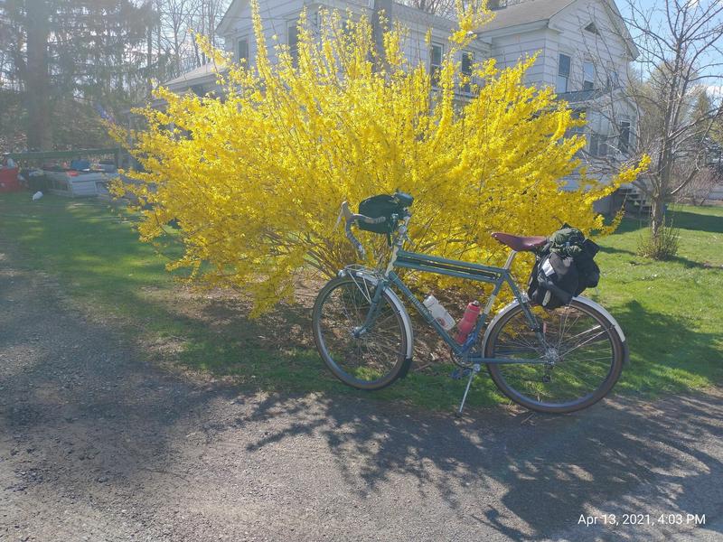 Forsythia in its glory in late afternoon sun.