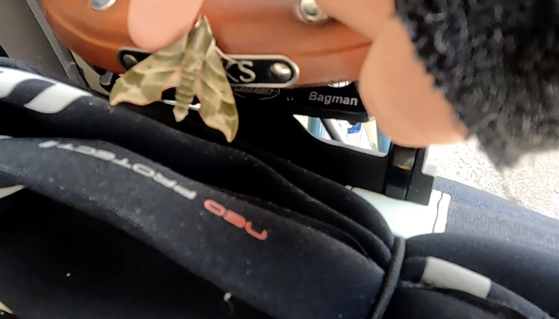 Moth on my saddle