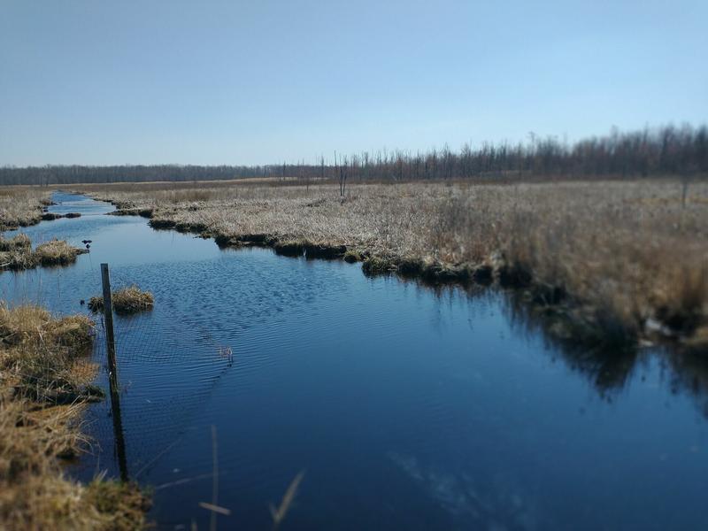 Cicero swamp north of Minoa, NY