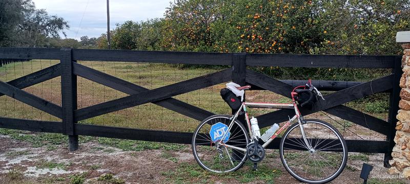 An orange grove near Lake Weir during the Swamp Rat 200k.