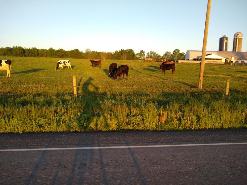 Cows