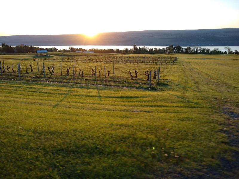 Winery Shadows