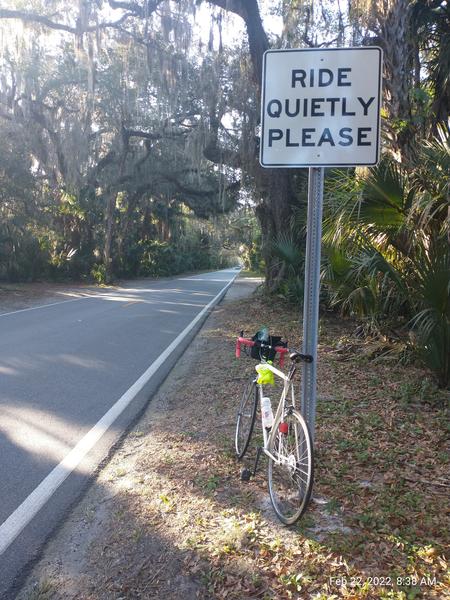 Live Oak and palmetto along a stretch of the Old Dixie Highway